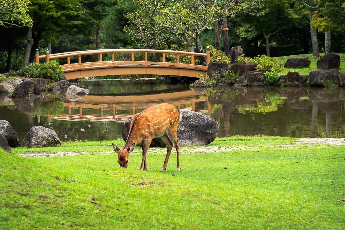 Nara Park