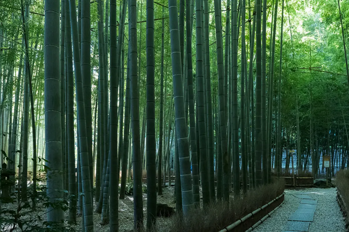 Hokoku-ji